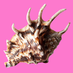 Sea shell isolated on a pink background