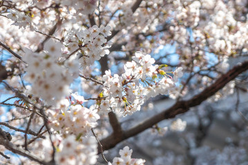 Obraz premium 熱海の桜の花