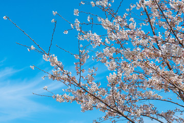 熱海の桜の花