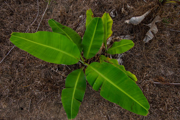 A beautiful green banana tree with its emerald green fronds waving in the wind. With bright sunlight shining through the fronds, and a large bunch of banana fruit growing on the tree. Taken at a sunny