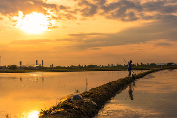 Farmer prepare soil for rice planting at sunset.