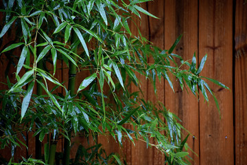 Fototapeta na wymiar Bamboo branches across a fence
