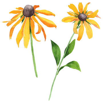 Rudbeckia hirta floral botanical flowers. Watercolor background set. Isolated rudbeckia illustration element.