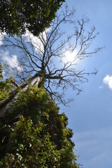 Dries tree on hill in summer with the blue sky