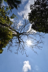 Dries tree on hill in summer with the blue sky