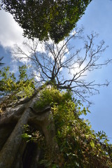 Dries tree on hill in summer with the blue sky