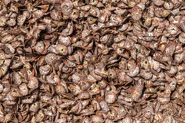 Slices of dry nutmeg as background