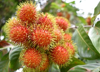 Rambutan ripe on the branches of rambutan trees