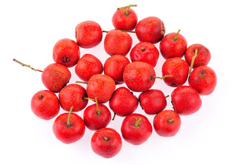 Hawthorn on a white background