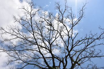 Dries tree on hill in summer with the blue sky