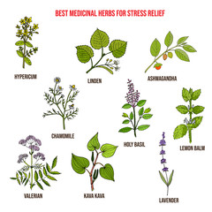 Best medicinal herbs for stress relief - obrazy, fototapety, plakaty