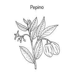 Pepino dulce Solanum muricatum , or sweet cucumber