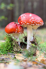 Fliegenpilze (Amanita muscaria), Erzgebirge, Wald, Sachsen, Deutschland, Europa
