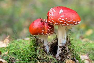 Fliegenpilze (Amanita muscaria), Erzgebirge, Wald, Sachsen, Deutschland, Europa