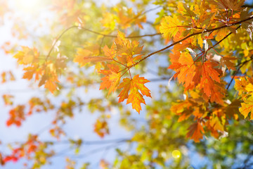 Autumn trees in a forest and clear blue sky with sun