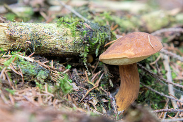 Maronenröhrling, Maronen-Röhrling, Braunkappe oder Marone (Boletus badius, Xerocomus badius), Erzgebirge, Sachsen, Deutschland, Europa