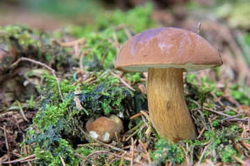 Maronenröhrling, Maronen-Röhrling, Braunkappe oder Marone (Boletus badius, Xerocomus badius), Erzgebirge, Sachsen, Deutschland, Europa
