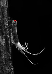 black and white photo of an insect with a red eye