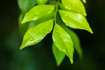 Close-up of water drop on green nature leaf landscape with copy spaces using as background and wallpapers, Nature green view of a leaf on greenery background in the garden
