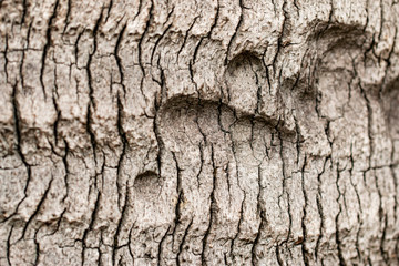 tree bark texture as background