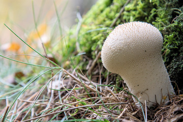 Flaschen-Stäubling, Flaschenstäubling, Flaschen-Bovist, Flaschenbovist (Lycoperdon perlatum, Lycoperdon gemmatum), Erzgebirge, Sachsen, Deutschland, Europa