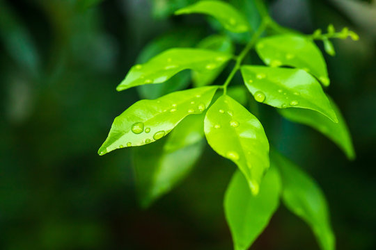 Close-up of water drop on green nature leaf landscape with copy spaces using as background and wallpapers, Nature green view of a leaf on greenery background in the garden