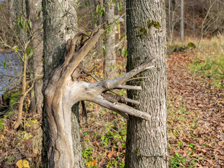 abstract photography with interesting branching