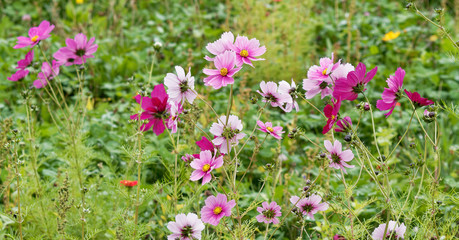 A field filled with colorfull Mexican or garden cosmos flowers (Cosmos bipinnatus)
