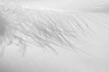 Fluff feather close-up. Macro detail white bird feather and shadow. Concept of tenderness and softness on white background
