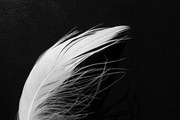 White fluffy swan feather on black background, macro. Concept of tenderness and softness, close-up. Beauty horizontal wallpaper or backdrop