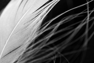 Detail of white fluffy swan feather on black background, macro. Concept of tenderness and softness, close-up. Beauty horizontal wallpaper or backdrop