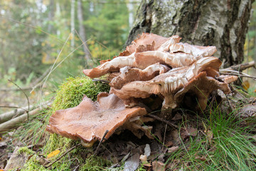 Gemeiner Hallimasch, Goldgelber Hallimasch, Honiggelber Hallimasch (Armillaria mellea), junge Pilze auf Baumwurzel wachsend