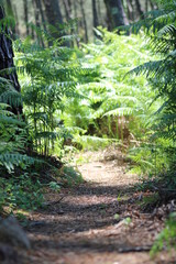 sentier dans les landes