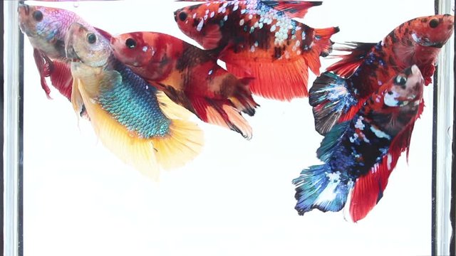 betta fish fancy swimming on isolated