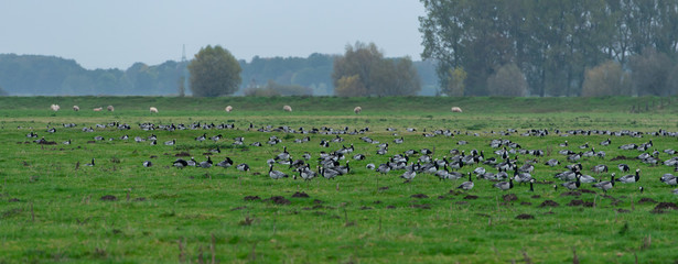 Weißwangengans Nonnengans beim Grasen bevor sie auf Wanderung in den Süden gehen