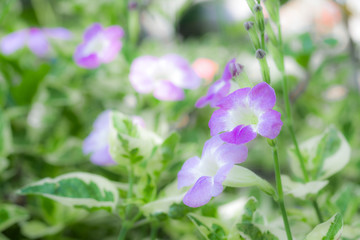 Fototapeta premium purple and white flowers blurred vintage style.