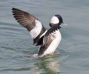 Bufflehead spreading wings
