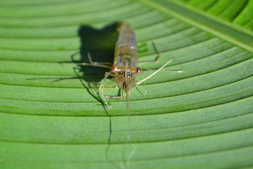 Fresh shrimp on banana leaf, freshwater shrimp