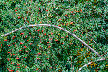Cotoneaster horizontalis. Gri&ntilde;olera. Arbusto con bayas de color rojo.