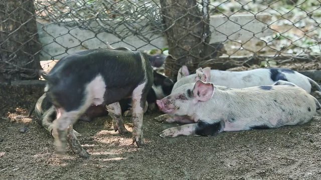 small black pig try to lye down next to a group of other little domestic pigs in large pigsty