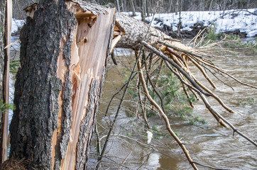 The broken trunk of the tree rests on its base and hangs over the river, touching the branches of...