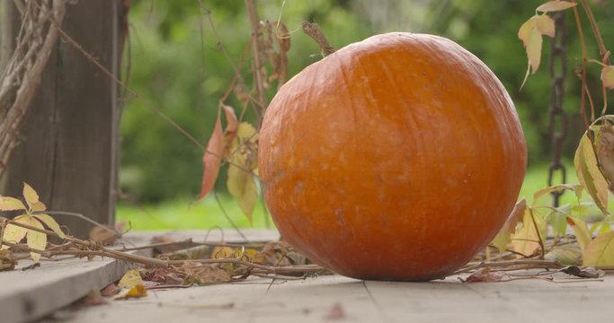 Pumpkins in the yard. Halloween preparation. Fall decoration of the yard.