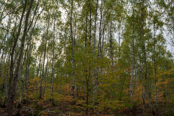 Birkenwald mit bunt gefärbten Bäumen