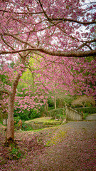 cherry blossom trees pink on a garden