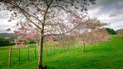 cherry blossom pink on a field