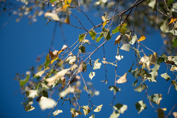 abstract background with autumn leaves