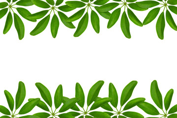Green leaves pattern, Dwarf Umbrella Tree or Schefflera arboricola,isolated on white background