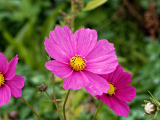 Fototapeta premium (Cosmos bipinnatus) Wiatry kosmosu ogrodowego lub meksykański aster w odcieniach różu