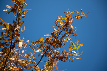 abstract background with autumn leaves