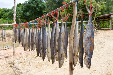 King mackerel dried fish, salted fish